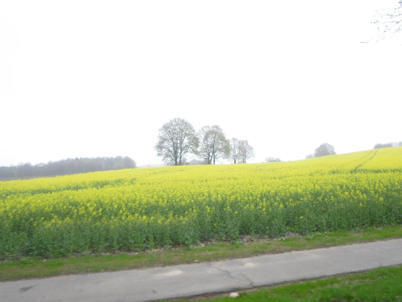 Buchholz 2010 095